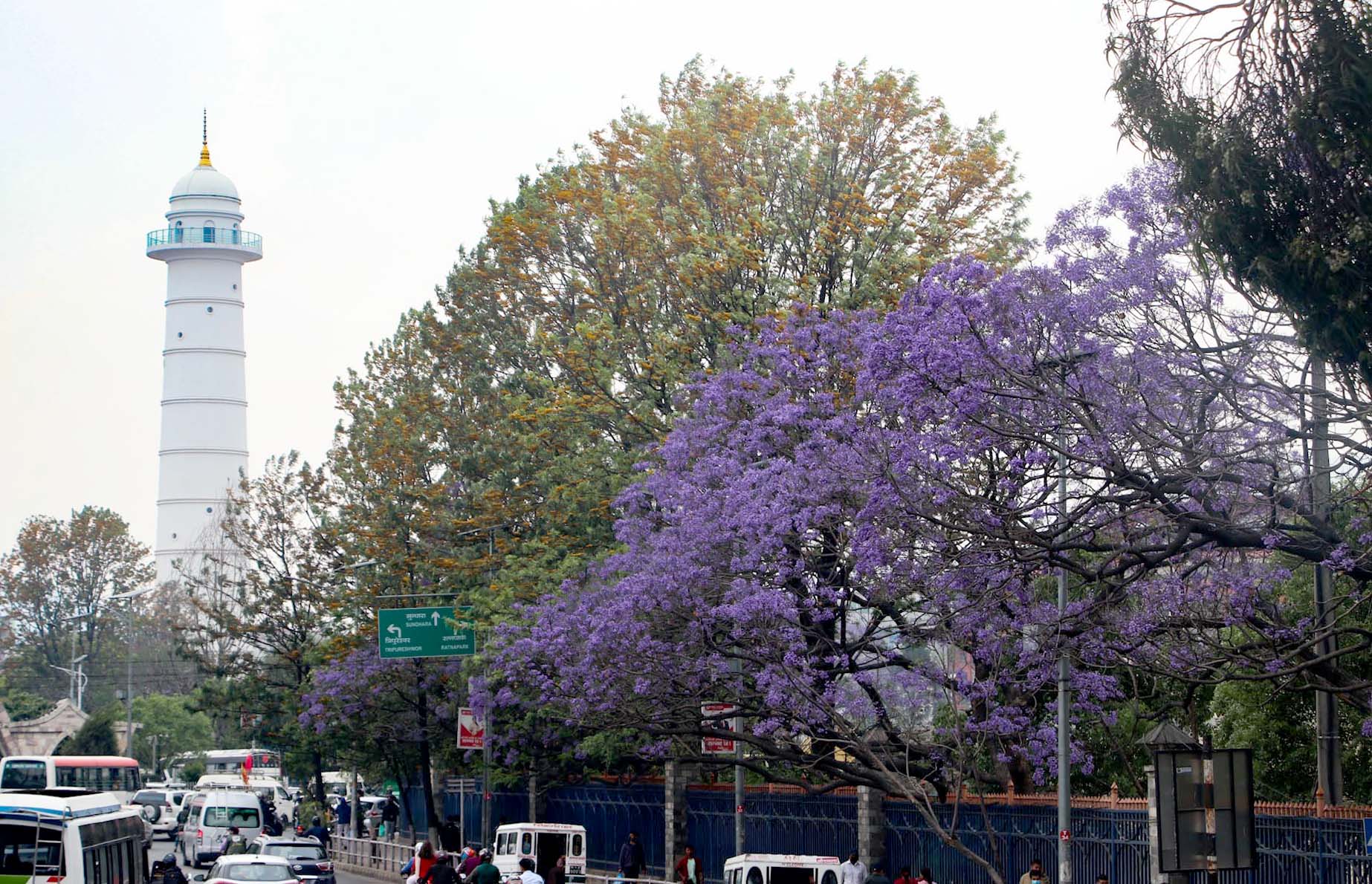 Jacaranda blossoms000011682661692.jpg